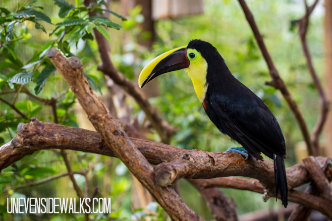 Curious Toucan on Tree